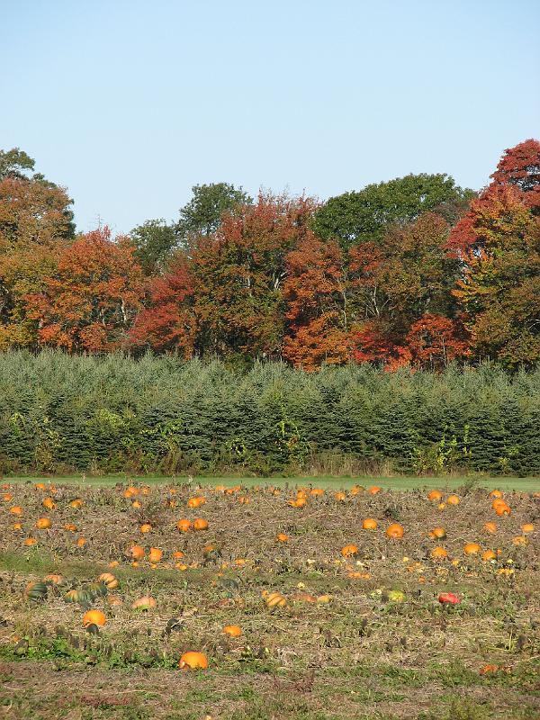 2008-10-11_Tiverton_Trustom 015.jpg